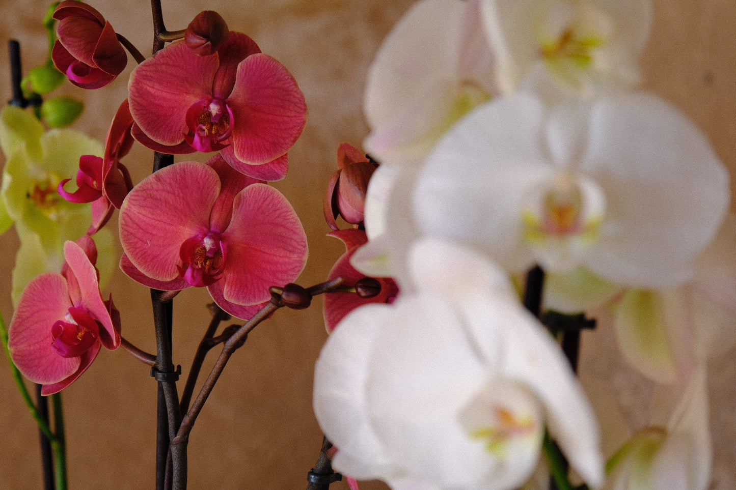 Phalaenopsis Orchid