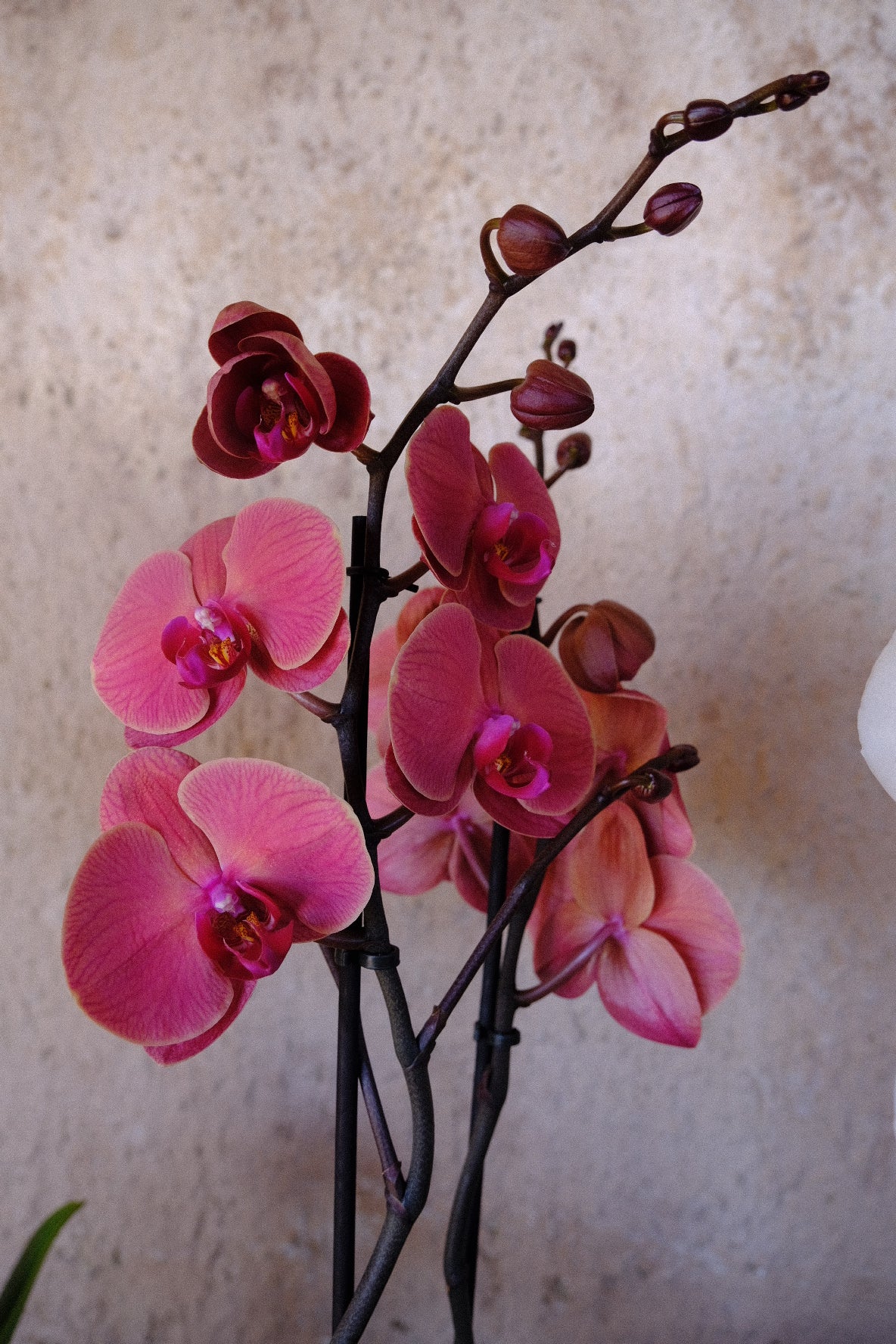 Phalaenopsis Orchid