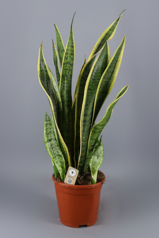 Sansevieria